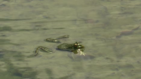 Frosch-Im-Wassersee.-Natur,-Tierwelt