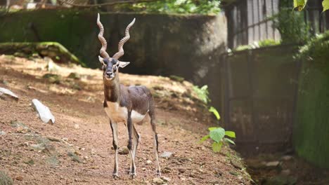 Schöne-Antilope-Im-Zoo,-Stehend-Und-Essen-Kauend