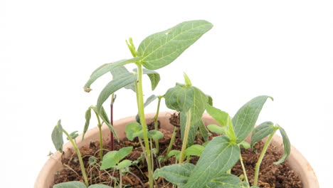 Mung-beans-growing-in-rotating-terra-cotta-pot,-white-background,-time-lapse