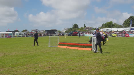 Shetland-Pony-Competitors-Finish-Race-Jumping-at-the-Last-Hurdle-for-Royal-Cornwall-Show-Event---slow-motion