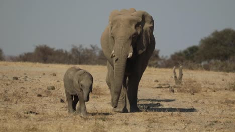 Wide-shot-of-a-cute-baby-elephant-leading-the-herd,-Mashatu-Botswana