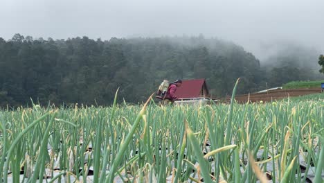 Los-Agricultores-Rocían-Pesticidas-Y-Protegen-Contra-Los-Insectos-En-Un-Campo-De-Puerros-En-Las-Colinas-Del-Monte-Sumbing-De-Indonesia