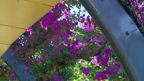 Magentafarbene-Bougainvillea-Blüten-Auf-Einer-Laube-Locken-Sich-Durch-Die-Parklandschaft-Am-Südufer-Im-Süden-Von-Brisbane,-Australien