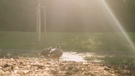 Pigeon-and-duck-standing-next-to-lake-in-park,-surrounded-by-nature