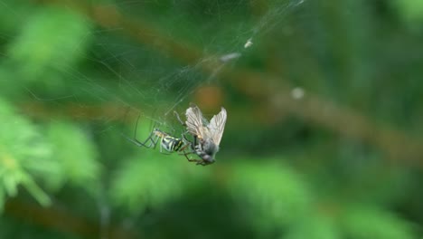 Nahaufnahme-Einer-Spinne,-Die-Umherkriecht-Und-Ihre-Verwickelte-Beute-Untersucht
