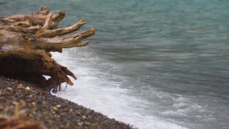 Waves-Crashing-on-a-Dead-Tree-Trunk-Along-the-Seashore-Slow-mo-Handheld-4k