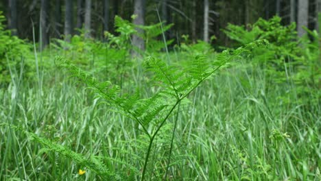 A-Fern-Plant-Swaying-In-The-Wind-Surrounded-By-Grass-Ferns-And-Trees