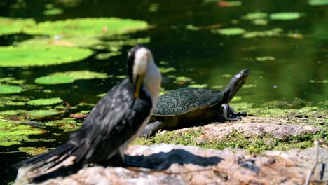 Little-Pied-Cormorant-Preening-Under-The-Sun-With-Short-necked-Turtle-In-Background