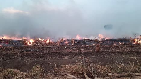A-Large-Fire-Flame-Destroys-Dry-Grass-and-Tree-Branches-Along-the-Road
