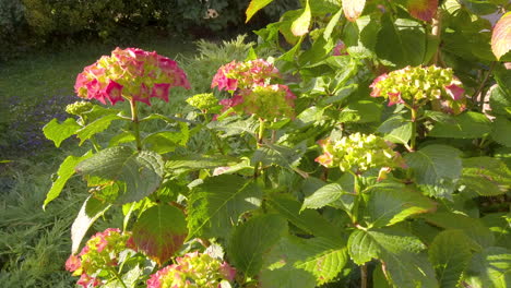 French-Hydrangea,-growing-in-the-front-garden-in-the-UK