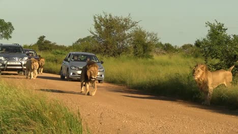 Ein-Rudel-Männlicher-Löwen-Sorgt-In-Einem-Südafrikanischen-Reservat-Für-Einen-Stau,-Während-Die-Menschen-Voller-Vorfreude-Die-Erstaunlichen-Tiere-Sehen-Wollen