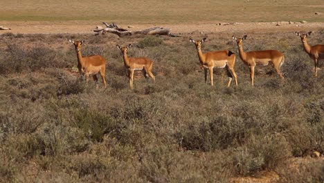 Impala-walking-through-the-Karoo-bush