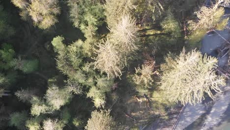 Top-down-ariel-drone-shot-of-Washington-National-rainforest-park