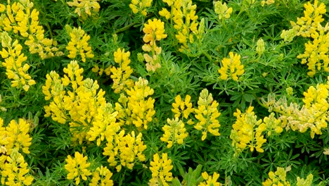 Leuchtend-Grüne-Sabin-Lupineblätter,-Gelbe-Blüten,-Die-Im-Sommer-In-Voller-Blüte-Stehen