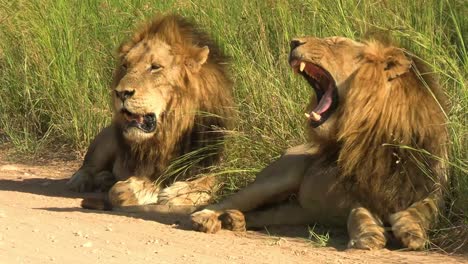Zwei-Männliche-Löwen-Ruhen-Am-Rand-Einer-Unbefestigten-Straße-In-Südafrika,-Ein-Ruhiger,-Ruhiger-Clip