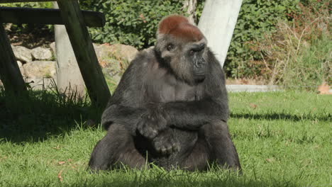 A-gorilla-sitting-alone-in-the-grass-at-a-zoo