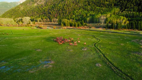 HD-Aerial-Drone-Shot-of-Deer-Herd-Walking-Together-in-Rocky-Mountains-Valley-Scenery-with-Lush-Green-Grass-Field-During-Beautiful-Sunset