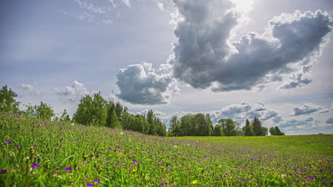 Ruhige-Wildblumenwiese-Im-Zeitraffer-Mit-Blauem-Himmel-Und-Weißen-Wolken-Im-Zeitraffer