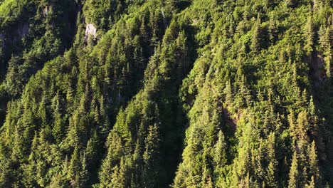 Zeitlupen-Drohnenansicht-Von-Grünen-Bäumen-In-Den-Bergen