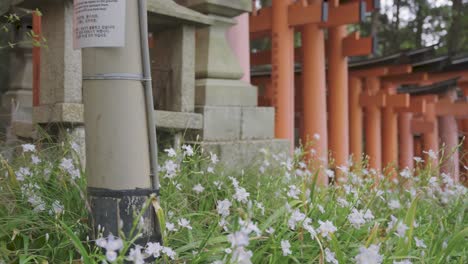 Fushimi-Inari-Torii-Gates-and-Spring-Flowers,-Kyoto-Japan