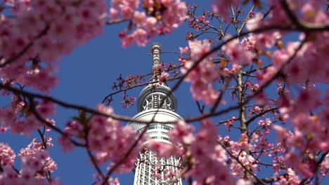 Hoher-Tokioter-Skytree,-Wunderschön-Umrahmt-Von-Japanischen-Sakura-Kirschblüten