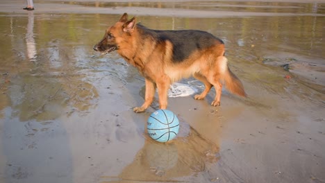 Tired-German-shepherd-dog-breathing-fast-after-running-on-beach-standing-beside-playing-ball-on-beach-in-Mumbai,-15th-March-2021