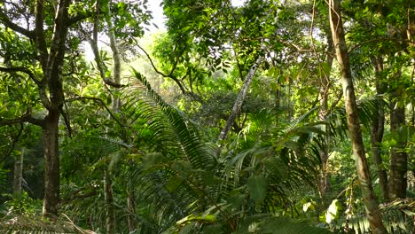 Dense-tropical-jungle-on-windy-sunny-day-in-static-shot