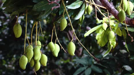 Green-Mangoes-Hanging-Off-Mango-Tree-In-Vietnam