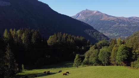 Flying-away-from-cows-in-an-alpine-meadow