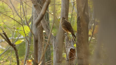 Back-view-of-small-hawk-onbranch-tree