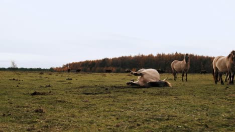 horse-rolls-around-in-the-grass