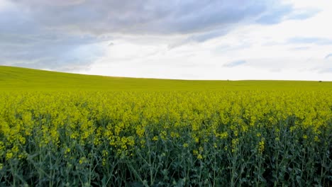 Scenic-View-Of-Yellow-Canola-Plants-Growing-Wild-In-A-Field-Under-Cloudy-Sky-At-Sunset
