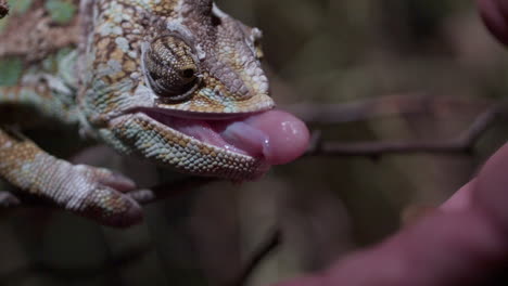 Chameleon-feeding-in-captivity-with-handlers-in-slow-motion