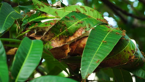 Close-up-of-red-ants'-nest-behind-lush-mango-leaves