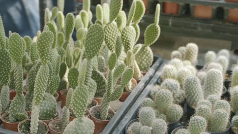 Un-Montón-De-Plantas-De-Cactus-De-Orejas-De-Conejo-En-Macetas-Con-Plantas-De-Cactus-Cephalocereus-Senilis-En-Una-Maceta,-Tiro-Deslizante