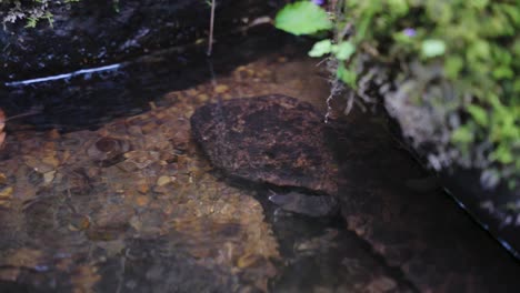 Giant-Japanese-Salamander--in-the-rivers-of-Tottori