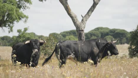 Footage-of-two-angry-bulls-in-the-a-field