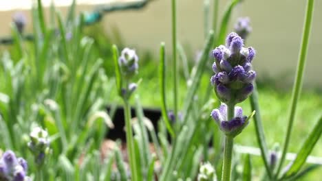 Lavender--buds-and-flower