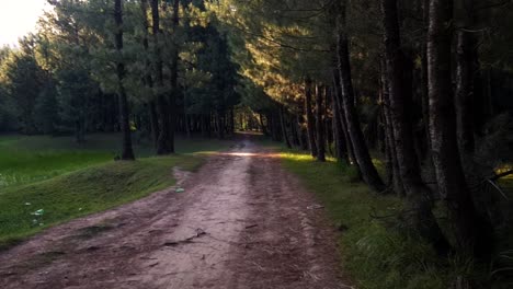 Caminar-A-Través-De-Los-árboles-Del-Bosque-En-El-Bosque-En-Las-Colinas-Tomas-De-Películas-De-Viajes-Por-Colinas-Altas