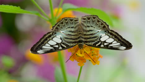 Hübscher-Wildtierschmetterling-Mit-Muster-Auf-Den-Flügeln,-Der-Blütenpollen-Sammelt-–-4K-Makro-Nahaufnahme
