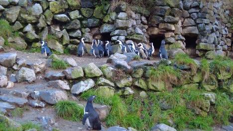 Cute-Jackass-Penguin-In-Their-Habitat-At-The-Burgers'-Zoo-Park-In-Arnhem,-Netherlands