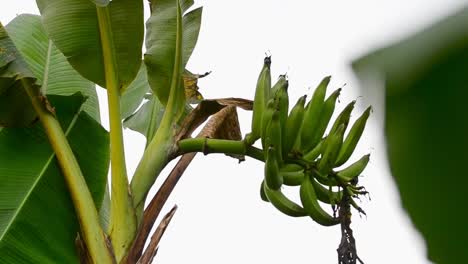 Big-bunch-of-green-unripe-bananas-hanging-from-a-tree-in-front-of-grey-sky