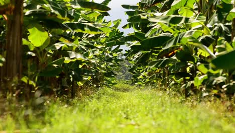 Full-HD-footage-from-inside-a-commercial-banana-plantation-on-a-sunny-afternoon