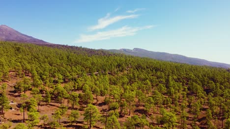 Forestry-landscape-of-Tenerife-island-with-massive-volcano-of-Teide-in-horizon,-aerial-pan-left-view