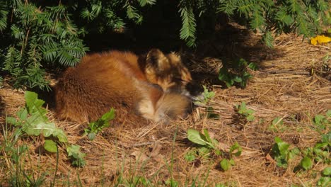 Wild-red-fox--under-a-tree-in-sunlight