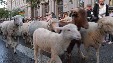 Over-1000-sheep-walk-through-the-centre-of-Madrid-for-the-annual-Fiesta-de-la-Trashumancia