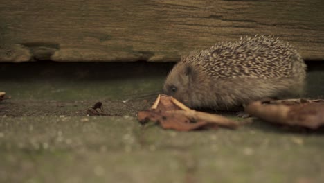 Little-European-Hedgehog-Sniffing-The-Ground-Looking-For-Food-Near-Old-Wooden-Wall