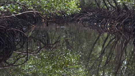 Humid-jungle-mangrove-pool-with-tree-root-thicket,-Zanzibar