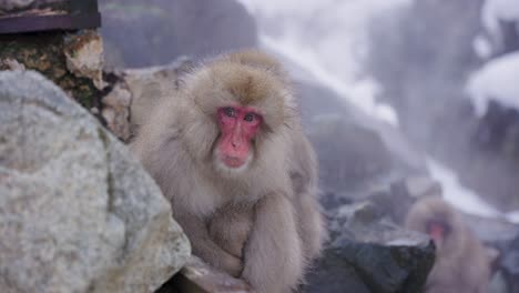 Macacos-Japoneses-Sentados-En-Rocas-Nevadas-Mientras-El-Vapor-Sube-En-Jigokudani
