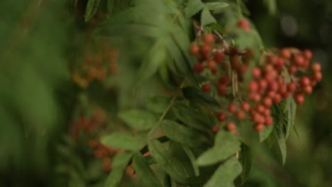 Rowan-Berries-and-leaves-filmed-on-a-Dreamy-Vintage-Lens
